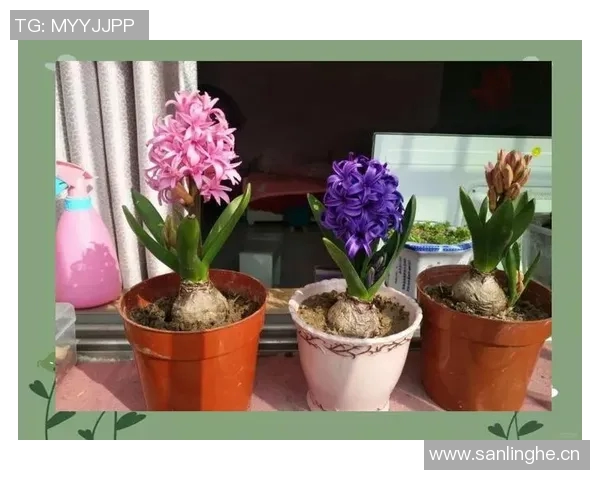 花卉种植技巧与经验分享:从土壤选择到日常护理的全面指南 花卉种植技巧与经验分享:从土壤选择到日常护理的全面指南